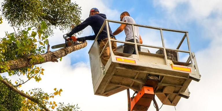 Grown Cuts - Tree Lawncare Landscaping Hardscape